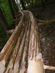 Holzriese © Hirnbeiss auf Wikimedia Commons 